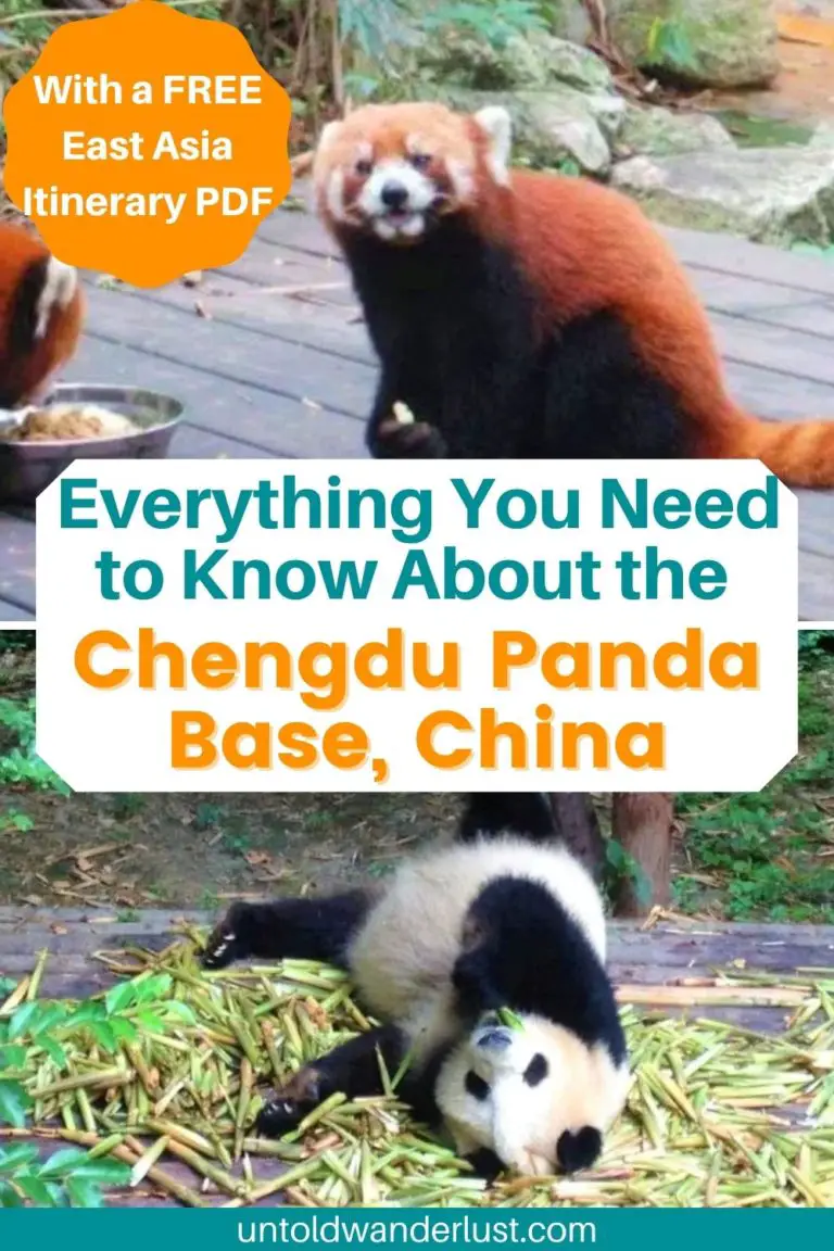 Chengdu Panda Visit in China | Everything You Need to Know