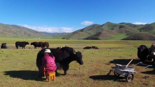 Milking a Yak - Mongolia